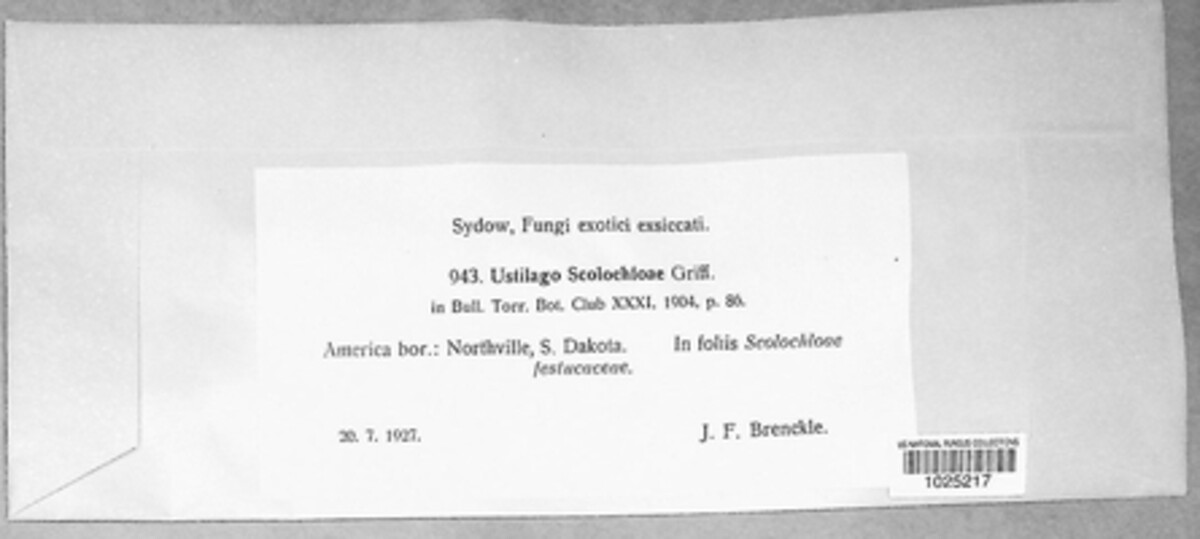 Ustilago scolochloae image